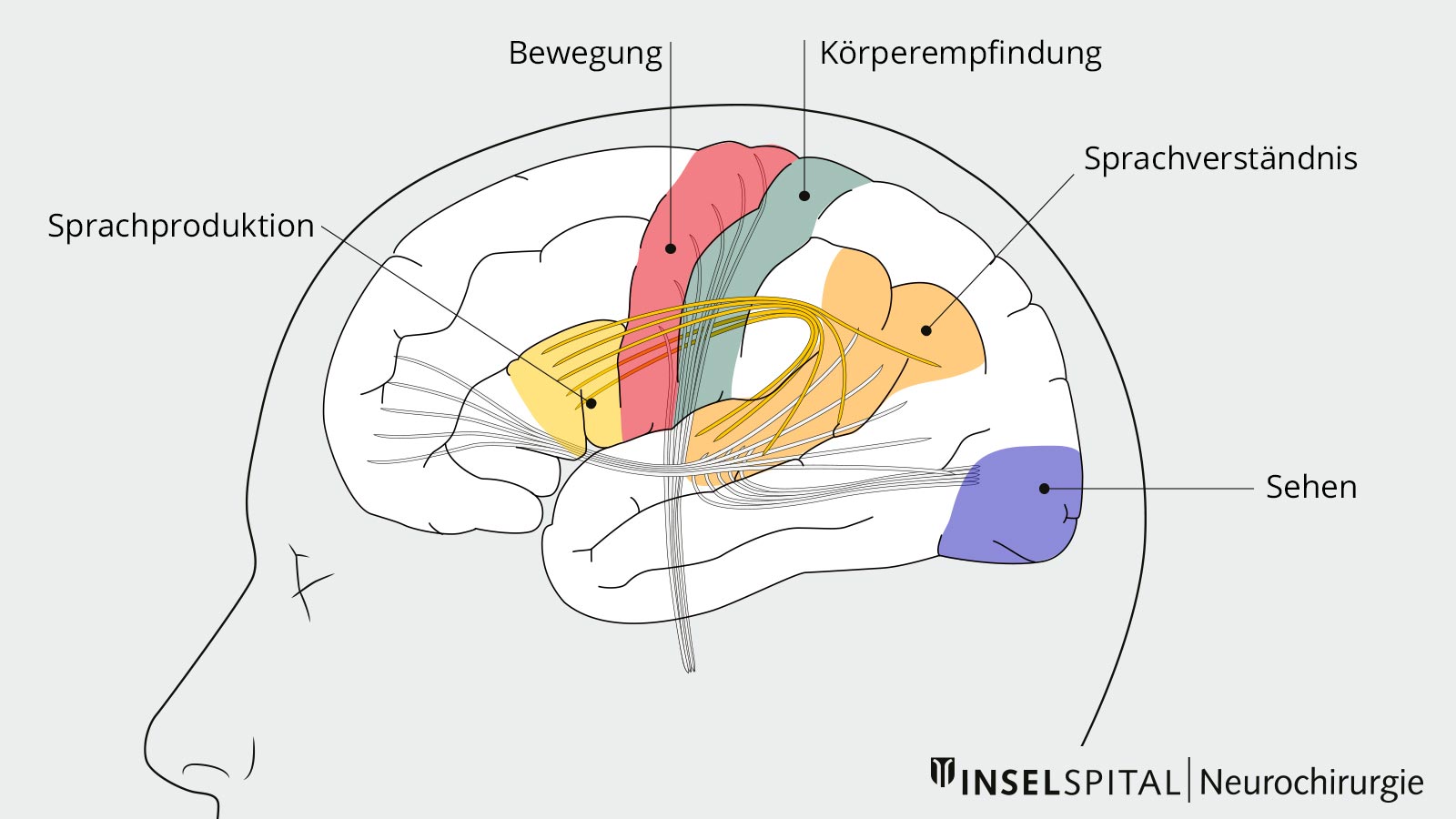 Zeichnung zu den Funktionszentren des Gehirns