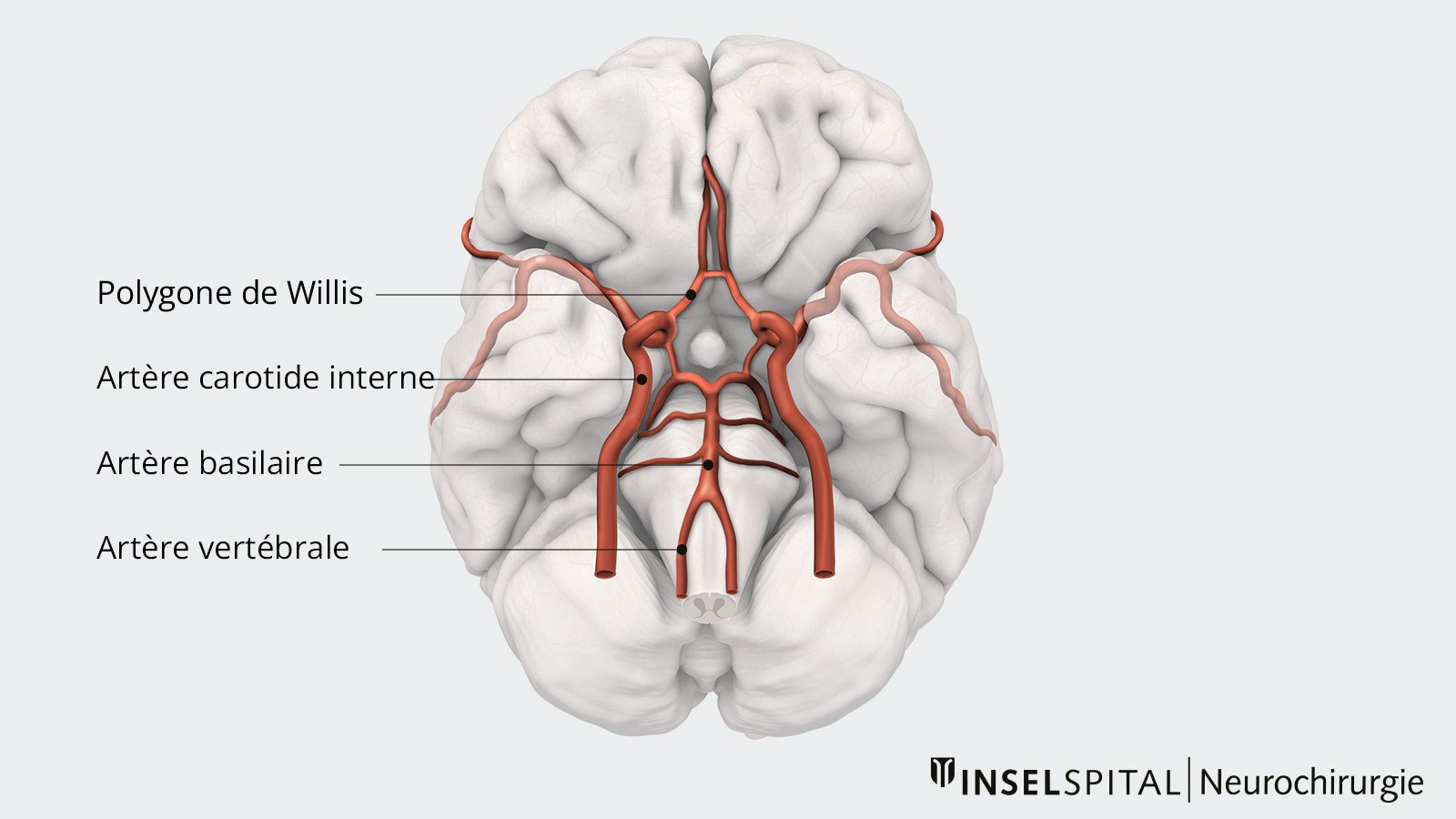 Dessin de l'apport sanguin au cerveau