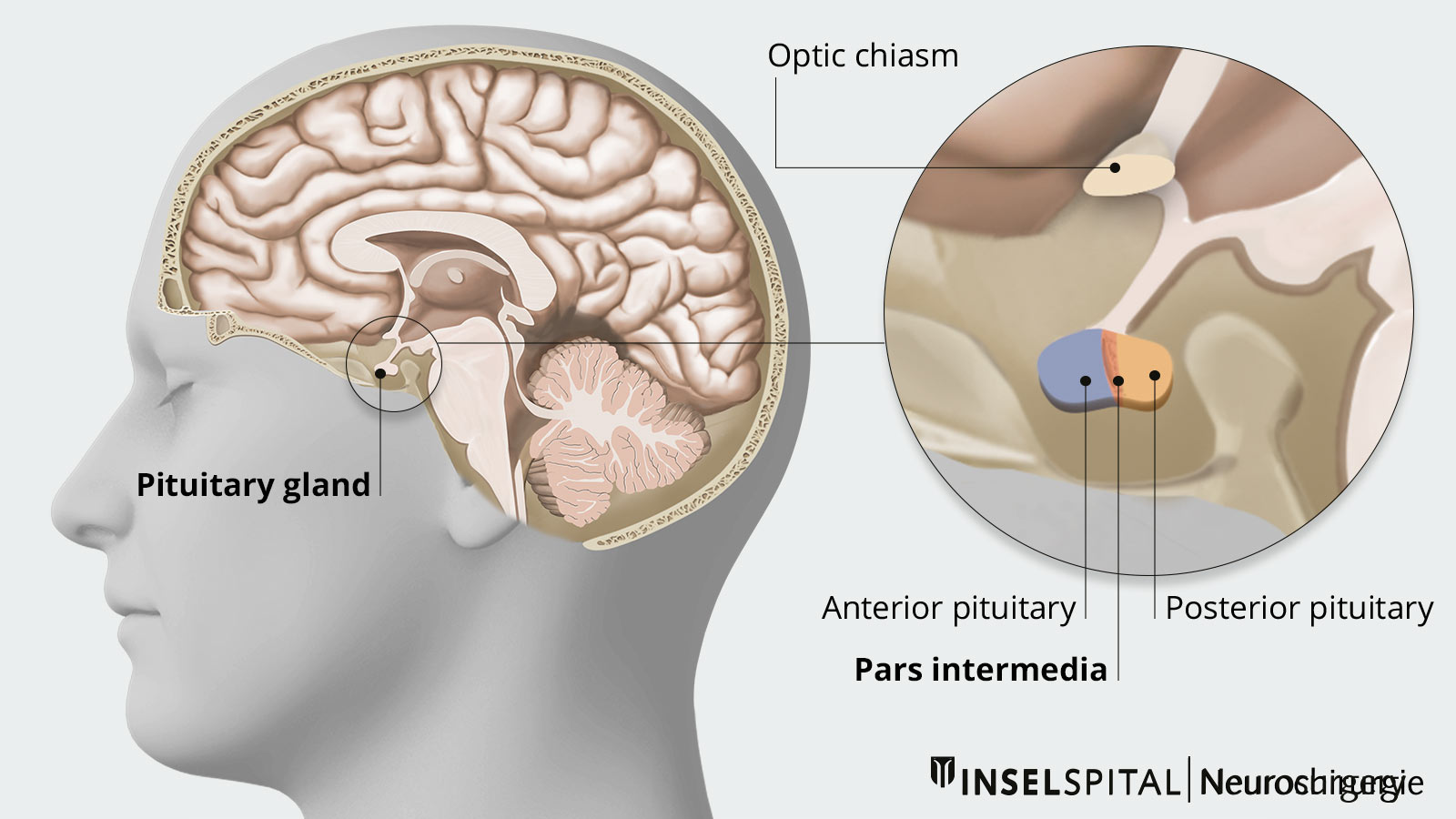 Anatomical drawing of the structure of the pituitary gland