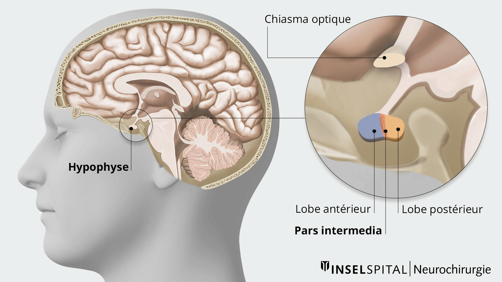 Dessin anatomique de la structure de l'hypophyse