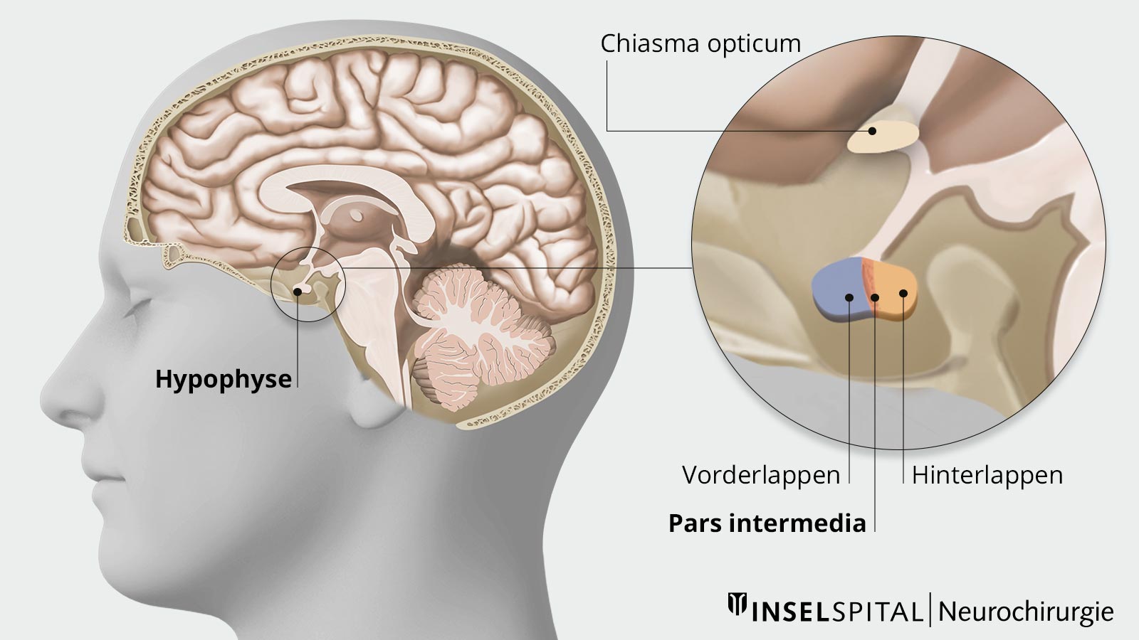 Anatomische Zeichnung zum Aufbau der Hypophyse