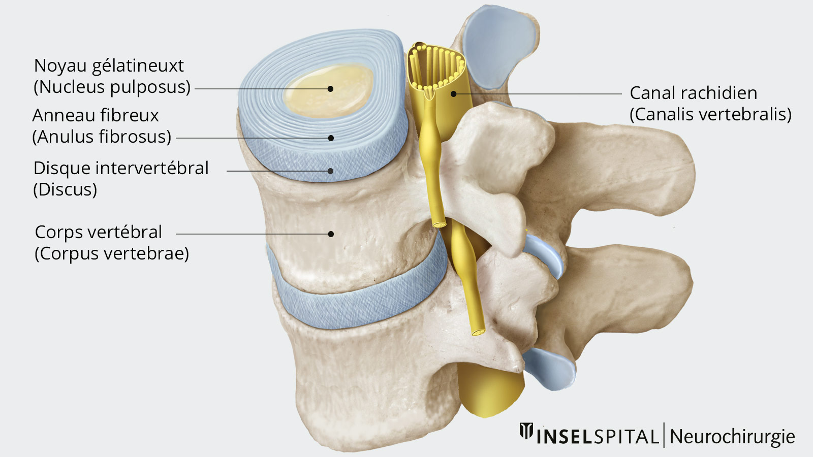 Dessin en couleur de la structure de la colonne vertébrale avec vertèbres et disques intervertébraux